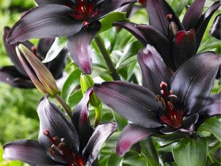 Слагалица «Black Lily»