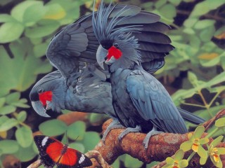 Rompecabezas «Black cockatoo»