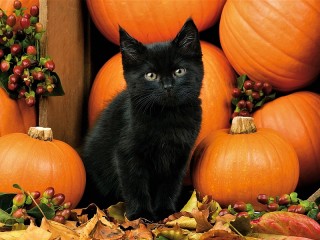 Quebra-cabeça «Black kitten»