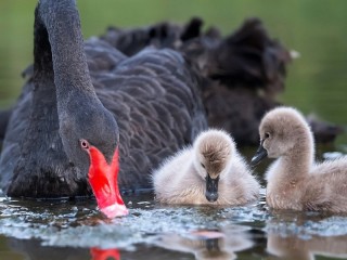 Bulmaca «Black Swan»