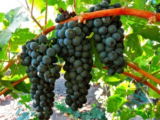 Пазл «Black grapes»