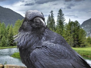 Пазл «Чёрный ворон»