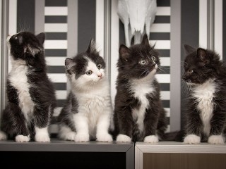 Jigsaw Puzzle «Black and white kittens»