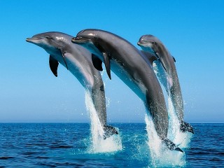 Пазл «Дельфины»