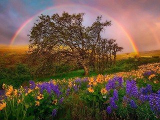 Jigsaw Puzzle «Tree and rainbow»
