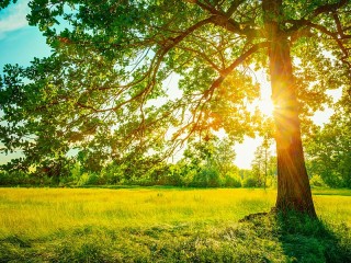 Quebra-cabeça «Tree and sun»