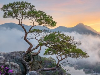 Jigsaw Puzzle «Tree in the mountains»