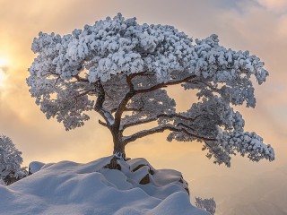 Пазл «Дерево в снегу»