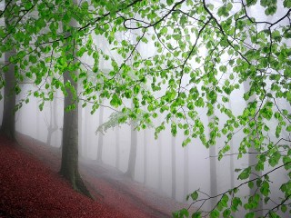Пазл «Деревья в тумане»