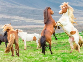 Rompecabezas «Wild horses»