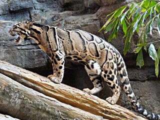 Quebra-cabeça «Clouded leopard»