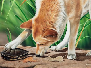 Jigsaw Puzzle «Dingo and turtle»