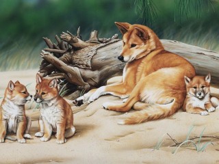 Пазл «Dingo with puppies»