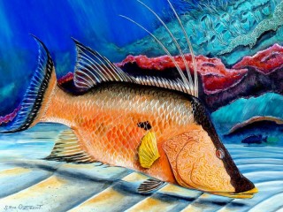 Jigsaw Puzzle «Long-tailed wrasse»