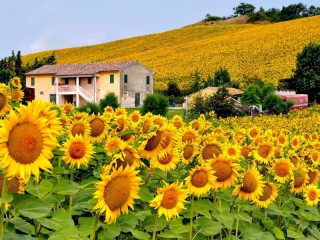 Пазл «House among sunflowers»