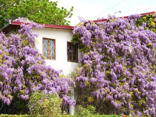 Bulmaca «house in flowers»