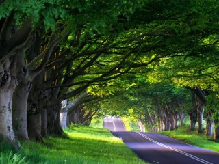 Jigsaw Puzzle «road»