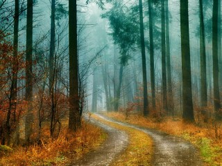 Пазл «Дорога в лесу»