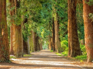 Jigsaw Puzzle «Road in forest»