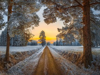 Пазл «Дорога в зиму»
