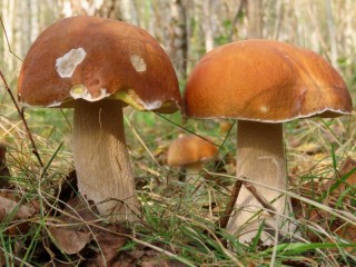 Jigsaw Puzzle «two mushrooms»