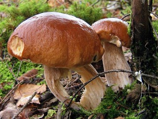 Quebra-cabeça «two mushrooms»