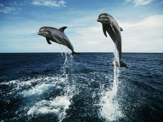 Слагалица «Two dolphins»