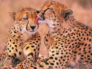 パズル «Two cheetahs»