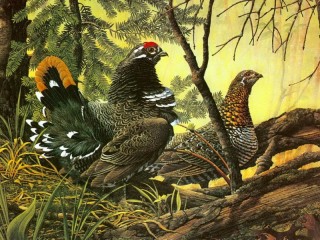 Jigsaw Puzzle «Two wood grouse»