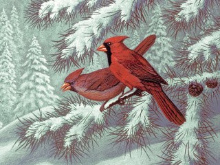 Пазл «Two of the cardinal»