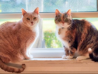 Puzzle «Two cats»