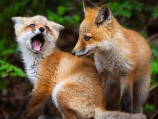 Rompecabezas «Two foxes»