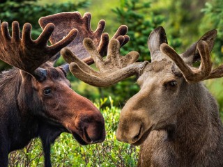 Jigsaw Puzzle «Two moose»