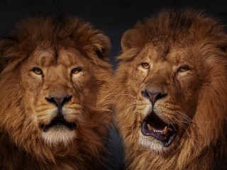 パズル «Two lions»