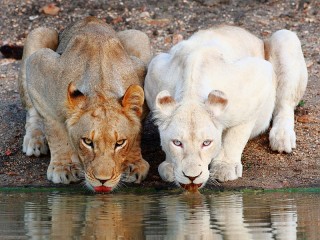 Jigsaw Puzzle «Two lions»