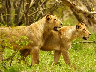 Zagadka «Two lions»