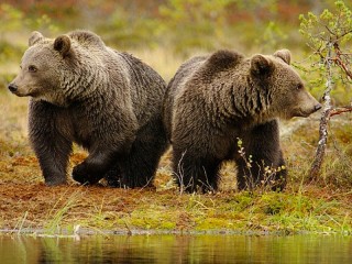 Jigsaw Puzzle «Two bears»