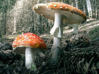 Пазл «Two mushroom»