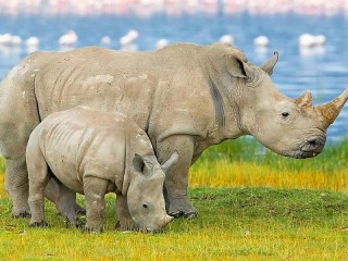 Пазл «Two rhinos»