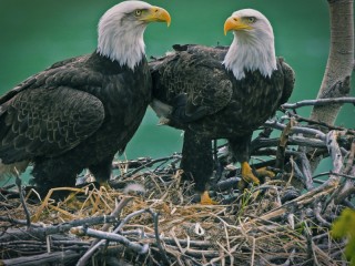 Puzzle «two eagles»