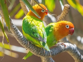 Пазл «Два попугайчика»