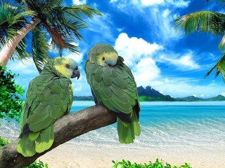 Quebra-cabeça «Two parrots»