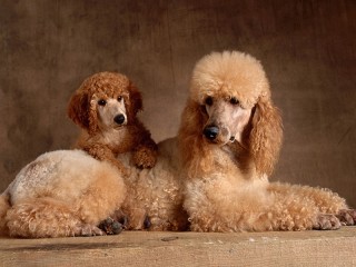 Jigsaw Puzzle «Two poodles»
