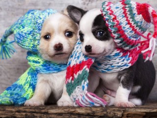 Jigsaw Puzzle «Two puppies»