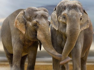 Пазл «Два слона»