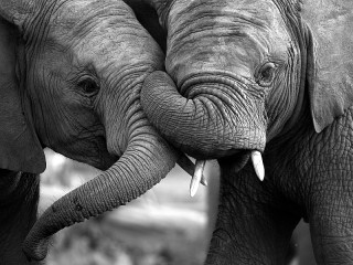 Rompecabezas «Two elephant»