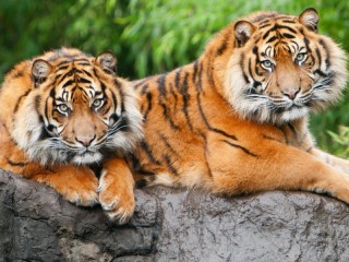 パズル «Two tigers»