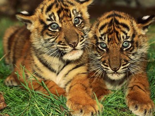 パズル «Two cubs»