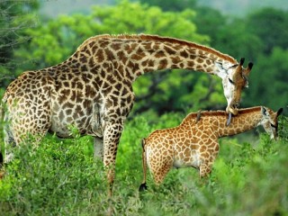 パズル «Two giraffes»