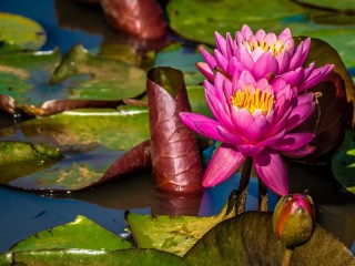 Puzzle «Two water lilies in a pond»